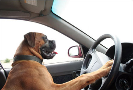 Det finns många saker du inte bör göra i din bil, tex låta din hund köra.