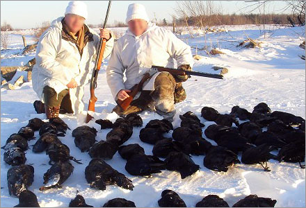 Nu slaktar jägare kråkor och andra smådjur i massor.