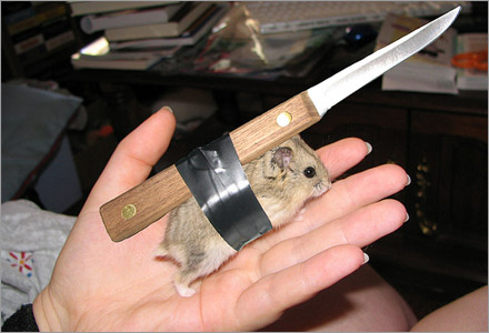 Denna hamster har tränats för dödliga attacker. Denna hamster har tränats för dödliga attacker.