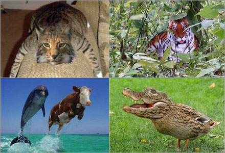 Ett urval av bilder som Terje Hellesø påstår att han fotograferat. Ett urval av bilder som Terje Hellesø påstår att han fotograferat.